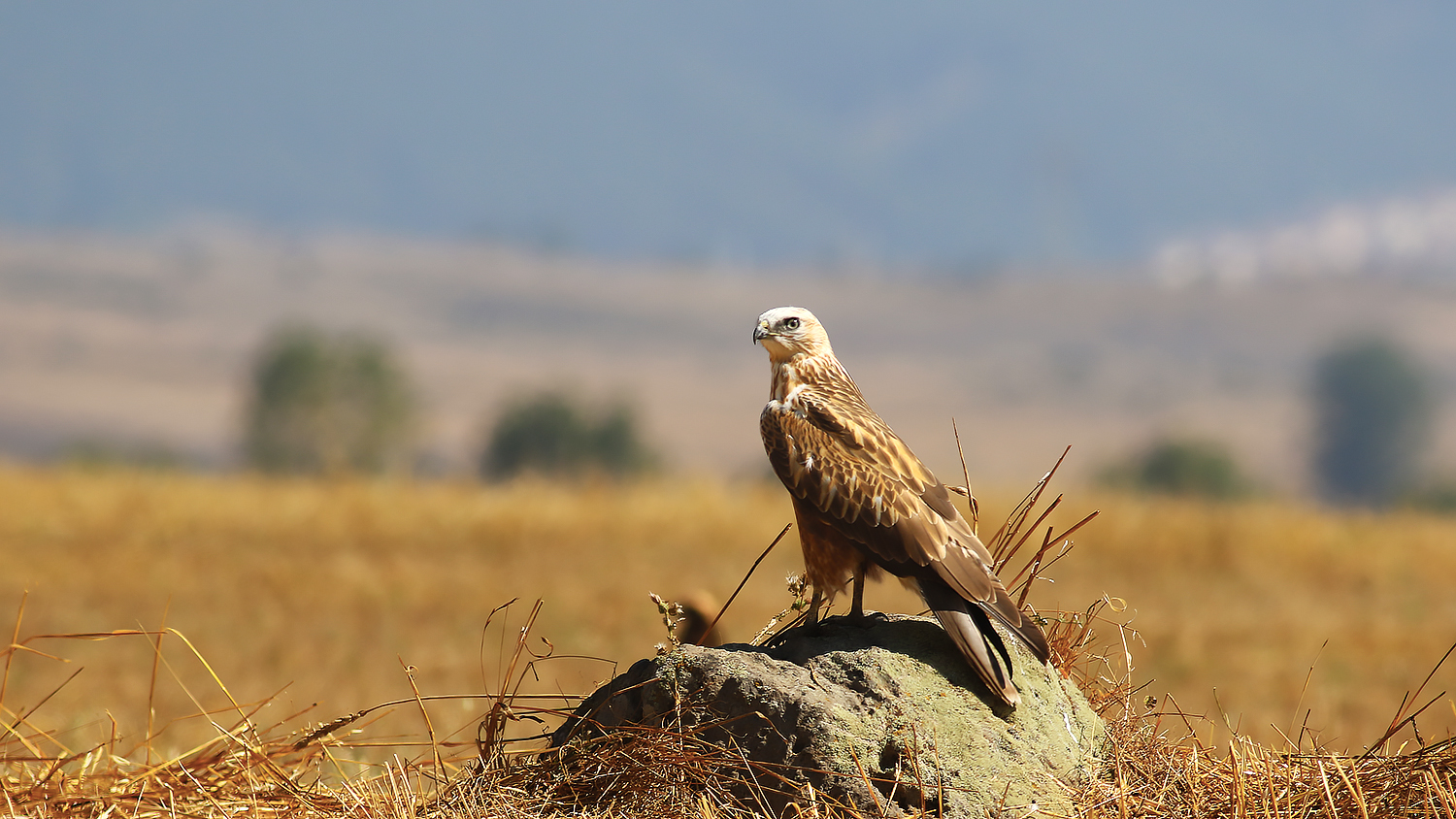 Long-legged Buzzard